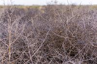 Thorn bush in the Turkmen desert
