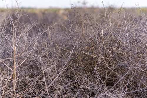 Thorn bush in the Turkmen desert