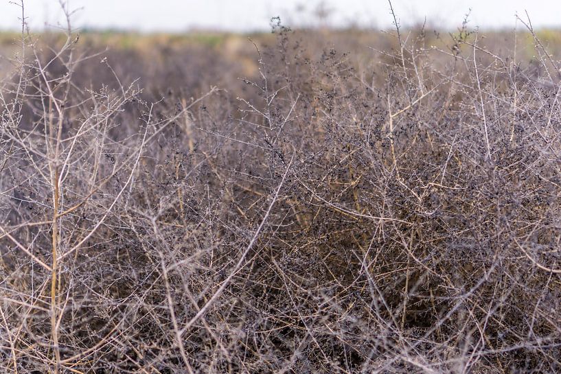 Thorn bush in the Turkmen desert by Joost Potma