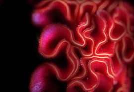 Yellow brick road .. by Judith Marie