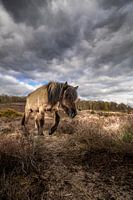 Paard Horse