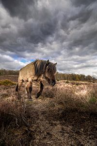 Paard Horse van wsetten