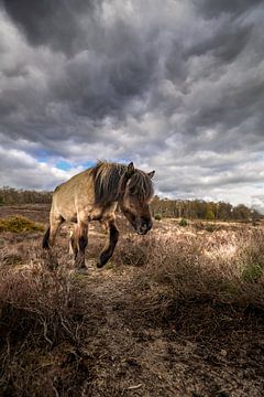 Cheval Cheval sur wsetten