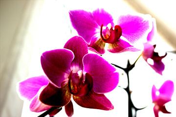 Orchideae van Francisco de Almeida