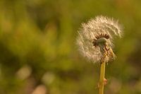 Paardenbloem in de herfst uitgebloeid