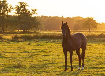 Pferd bei Sonnenuntergang (Groningen) von Marcel Kerdijk