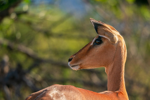 Profile Portrait of Female Impala in Warm Sunlight