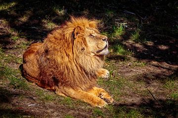 Lion by Rob Boon