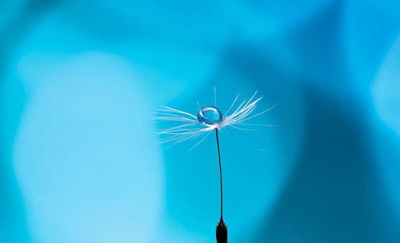 dandelion by Monique de Koning