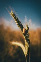 Getreideähre mit Schnecke
