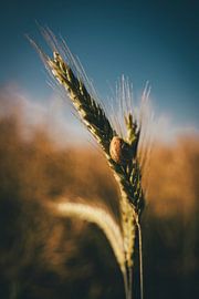 Epi de céréales avec escargot sur Holger W. Spieker