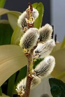 Kitten,Willowbud,Willowbud,Flower,