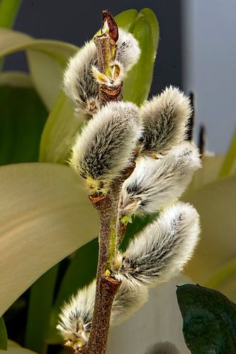 Chaton,Willowbud,Willowbud,Flower,