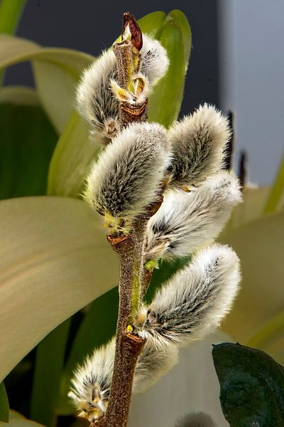 Kätzchen,Weidenknospe,Weidenknospe,Blume, von E. Ruis