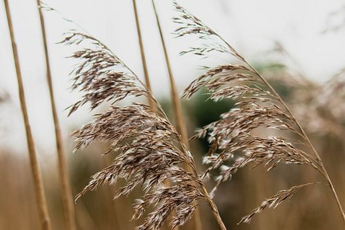 Dune grasses in the Westduin Park in Scheveningen