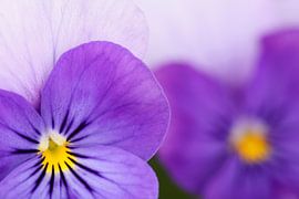 Nahaufnahme von Stiefmütterchen von Ronald Pol