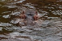 Hippo