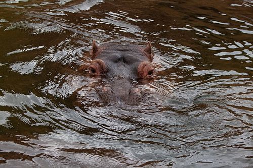 Hippo