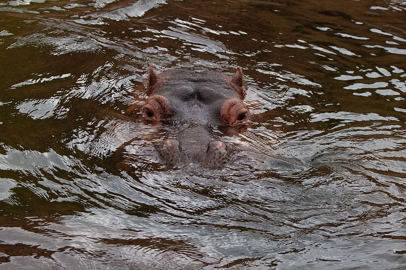 Hippo by Corrie Post