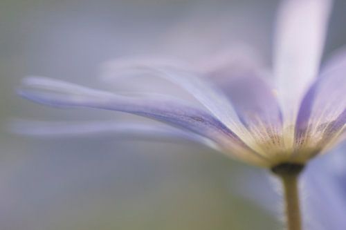 Des couleurs douces au printemps