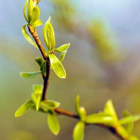 Frühlingsfoto entlang des Molenbeekpad von Jochem Matthijsse