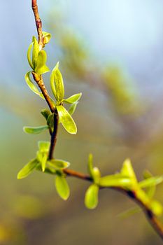 Photo printanière le long du sentier du Molenbeek