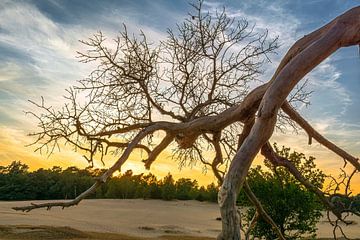 Skelett eines abgestorbenen Baumes auf dem Kootwijkerzand während eines Sonnenuntergangs im Sommer von Haarms
