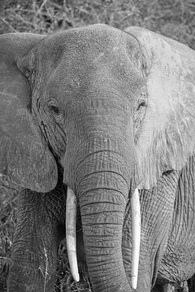 olifant, Kenia van Jan Fritz