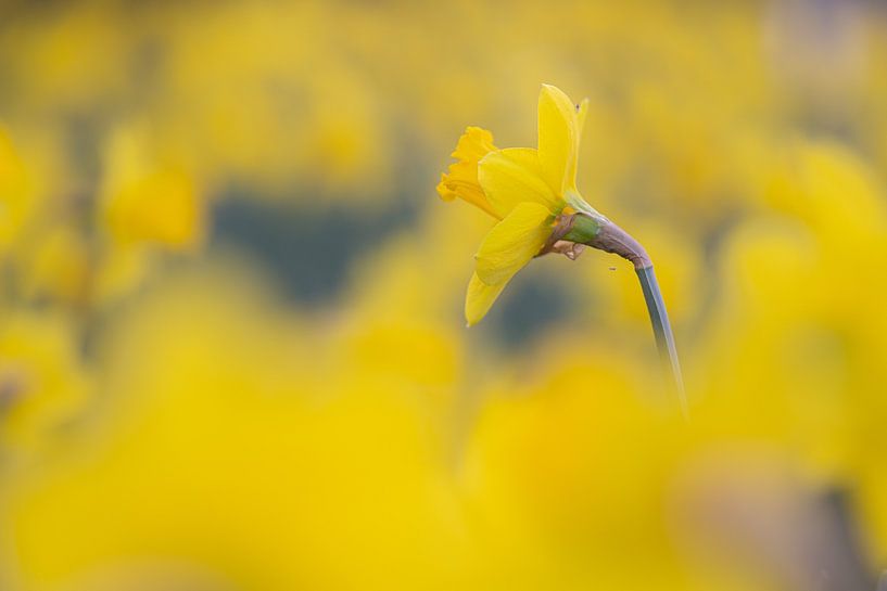 Narcissen van Theo van Veenendaal