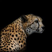 Cheetah op zwarte achtergrond