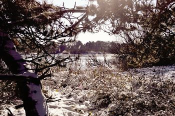 Zone de dunes d'hiver Solleveld