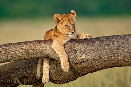 Lion cub by Peter Michel