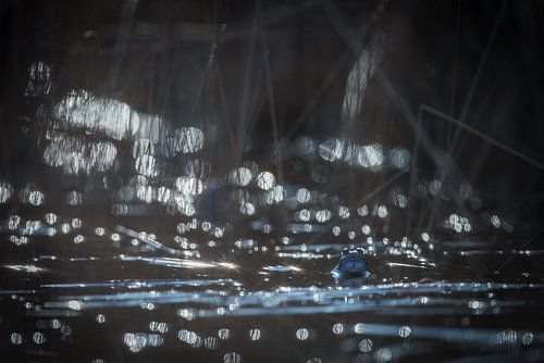 Blauwe heidekikker in bling bling