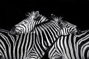 Ich halte dir den Rücken frei (Zebra) von Petra Lakerveld