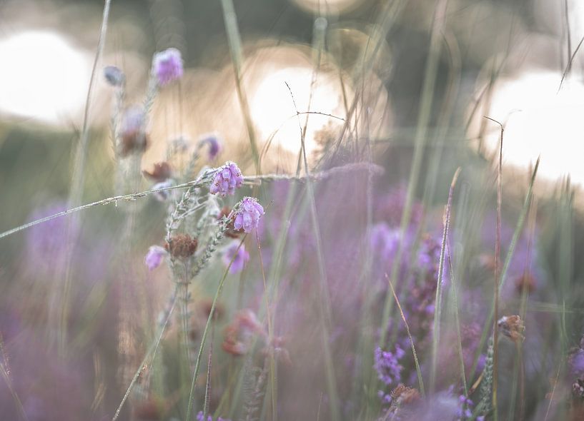 Leersumse veld part 12 by Tania Perneel