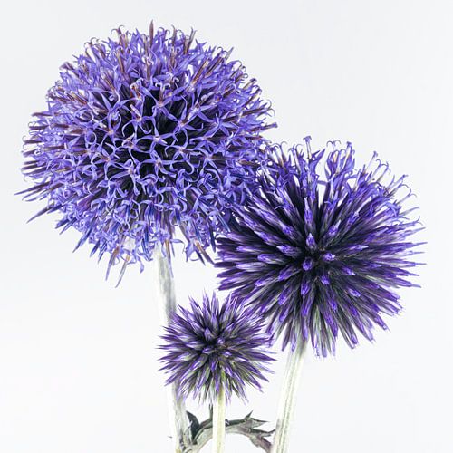 Vierkant met drie distelbollen: Verschillende stadia van het leven