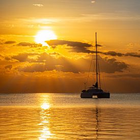 Pélican à Caye Caulker sur Dennis Werkman