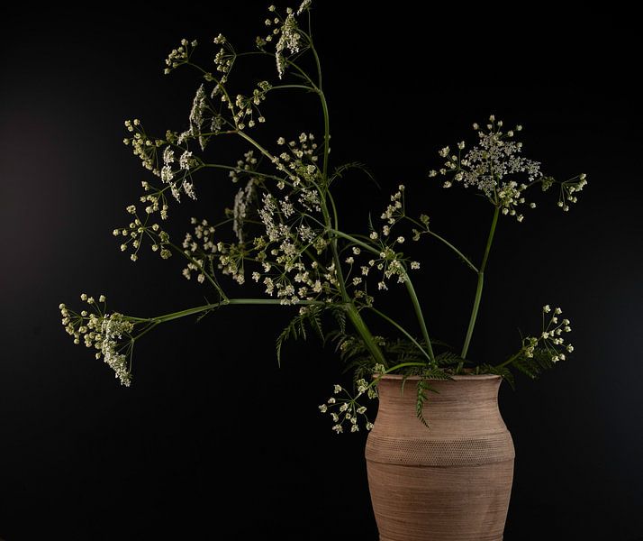 Wild anise plant in earthenware vase by Gaby Hendriksz