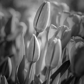 Tulip field van Knowhere Art