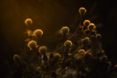 Flaum im Abendlicht