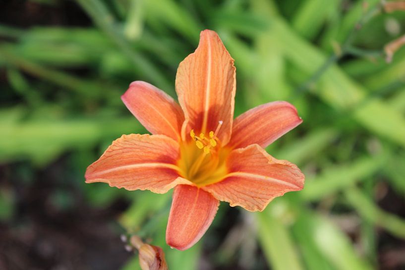Purple daylily by fotofabrik_preussi