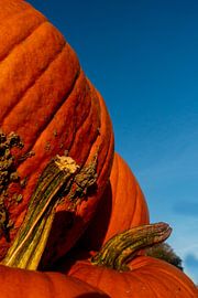 Pumpkin by Stefan Heesch