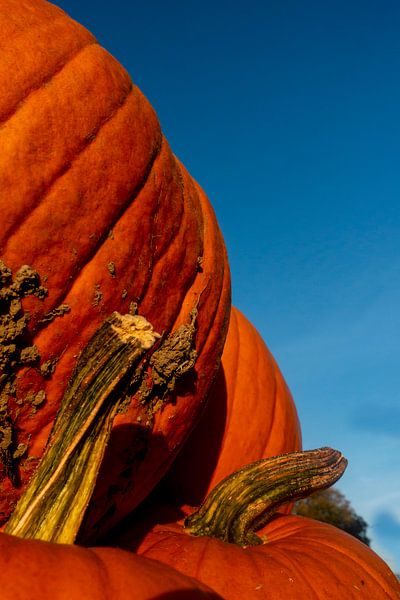 Pumpkin by Stefan Heesch