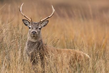 Cerf rouge dans les Highlands écossais sur Daniela Beyer