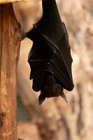 Fledermaus, die an einem Ast hängt