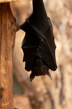 Vleermuis hangend aan een tak