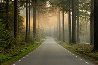 Speulderbos, Gelderland, Niederlande - 23. Oktober 2019 : Eine leere Straße in den Wäldern an einem  von Anges van der Logt Miniaturansicht
