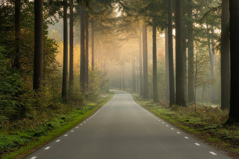 Speulderbos, Gelderland, Niederlande - 23. Oktober 2019 : Eine leere Straße in den Wäldern an einem  von Anges van der Logt