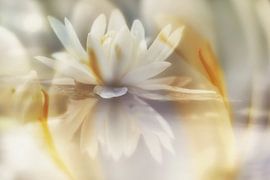 Seerose von Remco loeffen