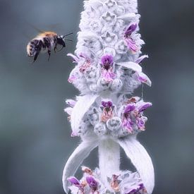 Hummel im Flug sur Mike Ahrens